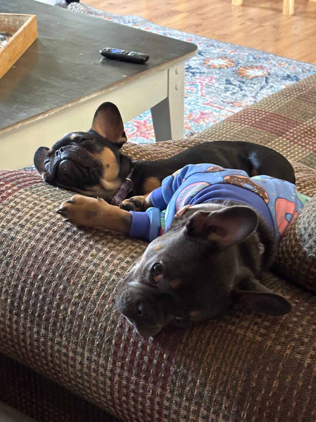 Customer photo review of Dog Pajama - Donuts