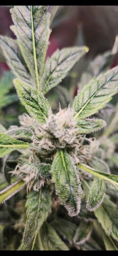 Customer photo review of Chocolope Autoflower Seeds