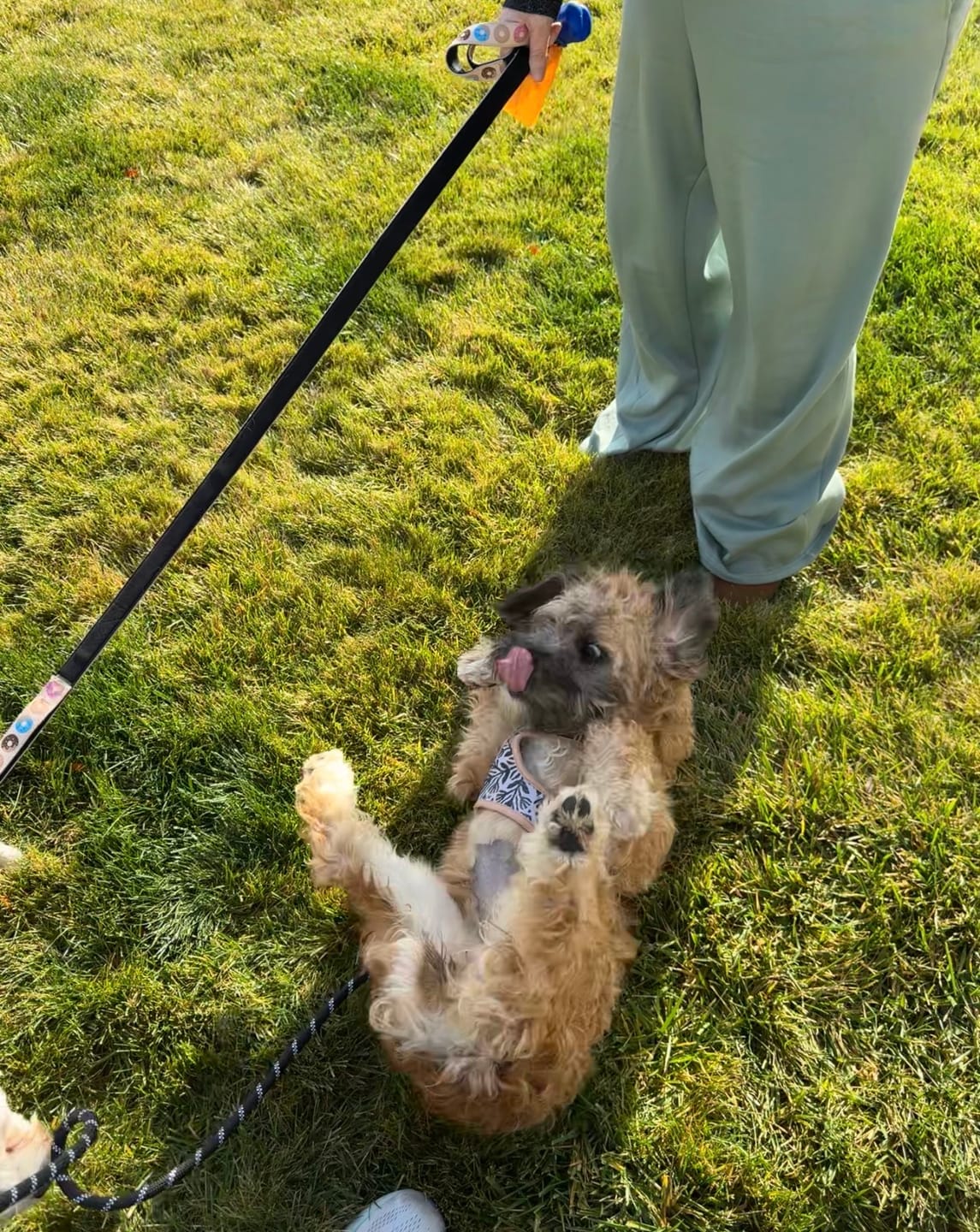Customer photo review of Soft Dog Harness | TIERRA LUNA Black Tan Moroccan Desert Style