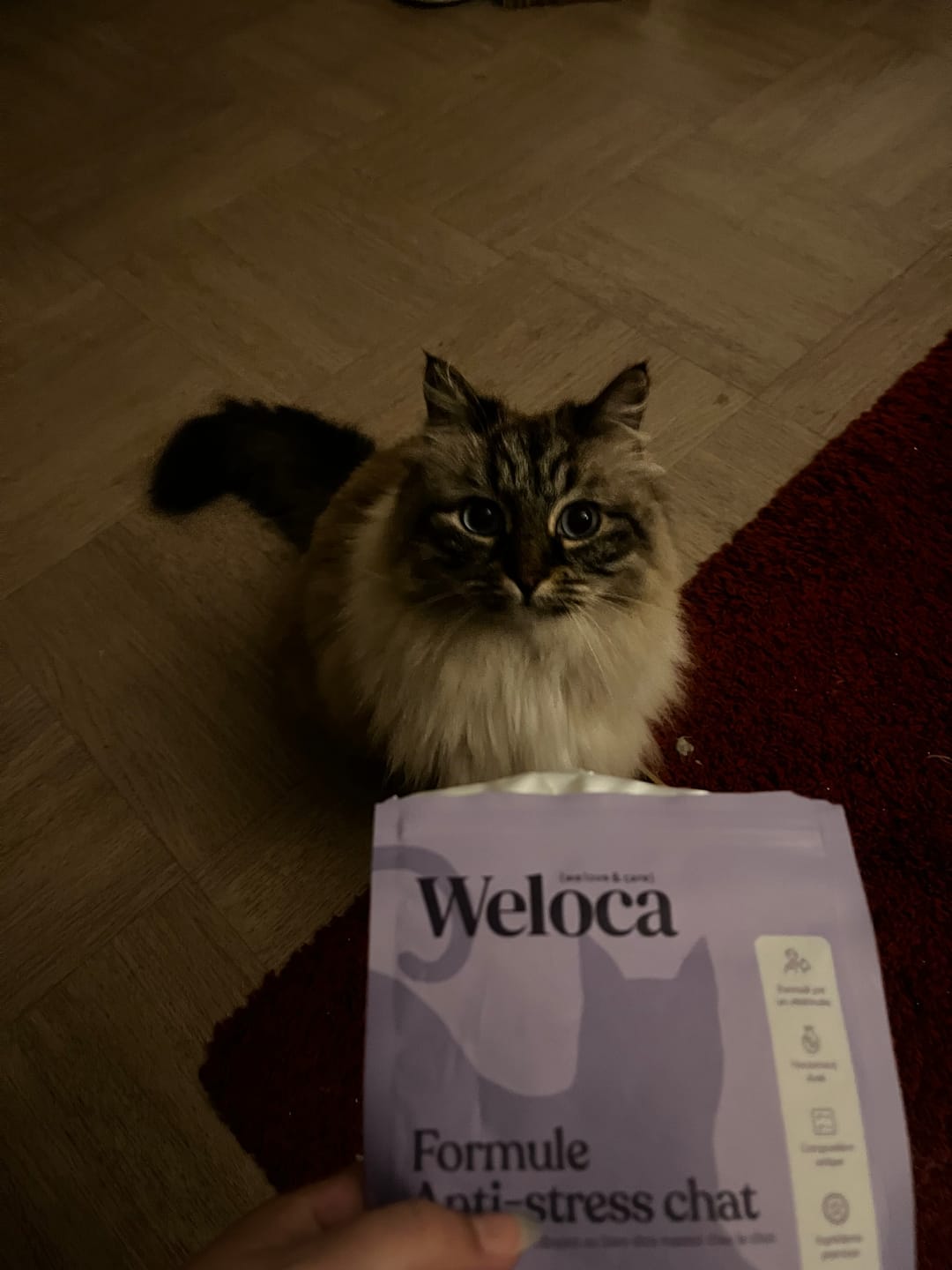 Customer photo review of Complément Stress | Chat
