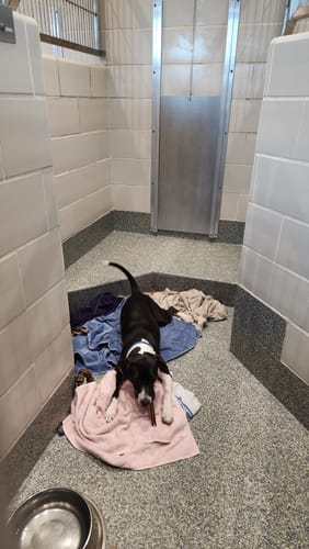 Customer photo review of 6 Inch Standard Bully Stick