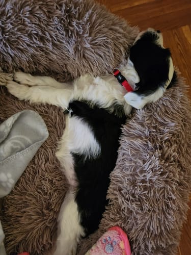 Customer photo review of Puppery Hundebett Wolke 7 - Das Original