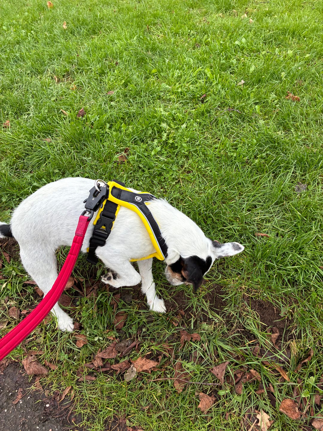 Customer photo review of Slip on Harness | Foam Padded - Black x Yellow