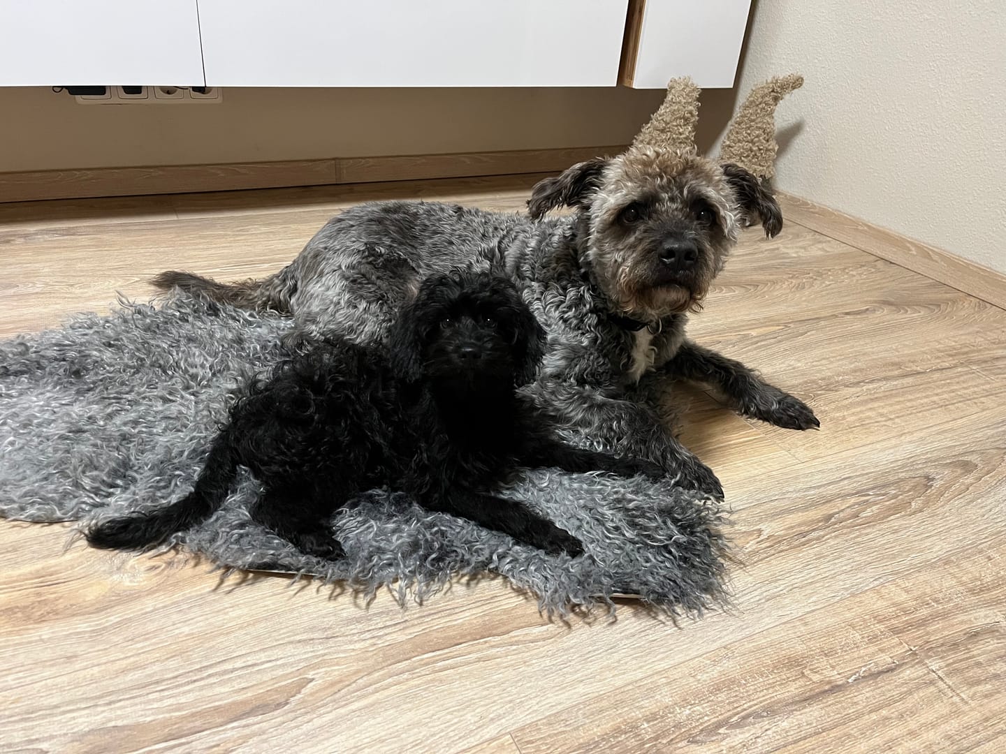 Customer photo review of Allergietest Basic Hund