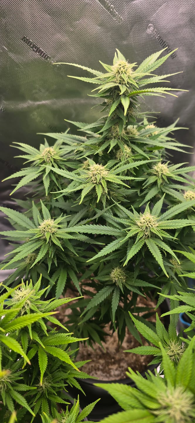 Customer photo review of Hanfstecklinge | Blackberry Moonrock