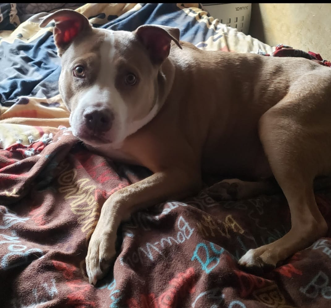 Customer photo review of KING KALM 600mg CBD with Copaiba, Krill Oil and DHA for Dogs & Cats