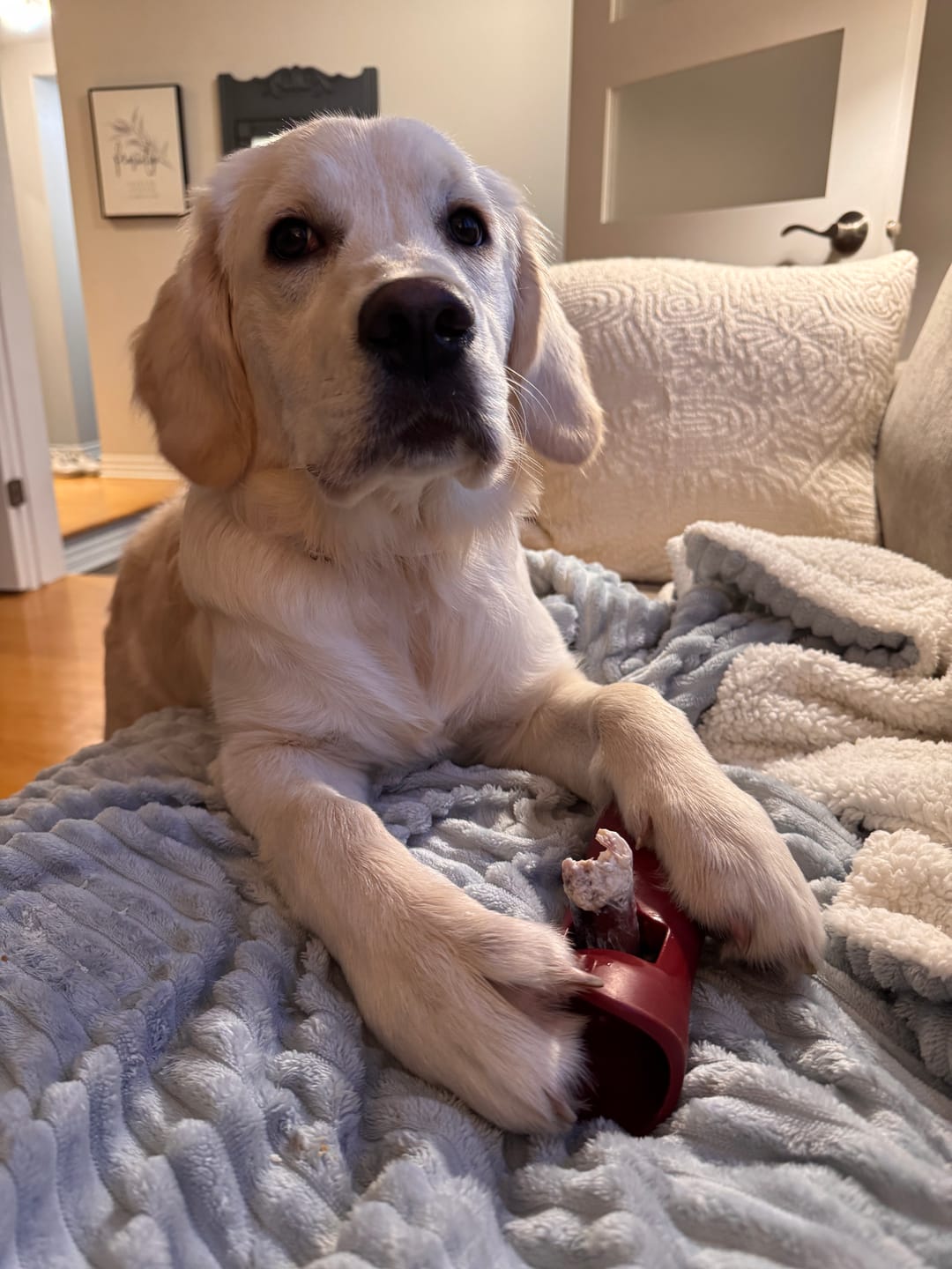 Customer photo review of Strawberry Himalayan Yak Chew (MEDIUM)