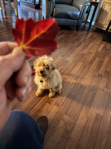 Customer photo review of Ultra Methylene Blue Capsules