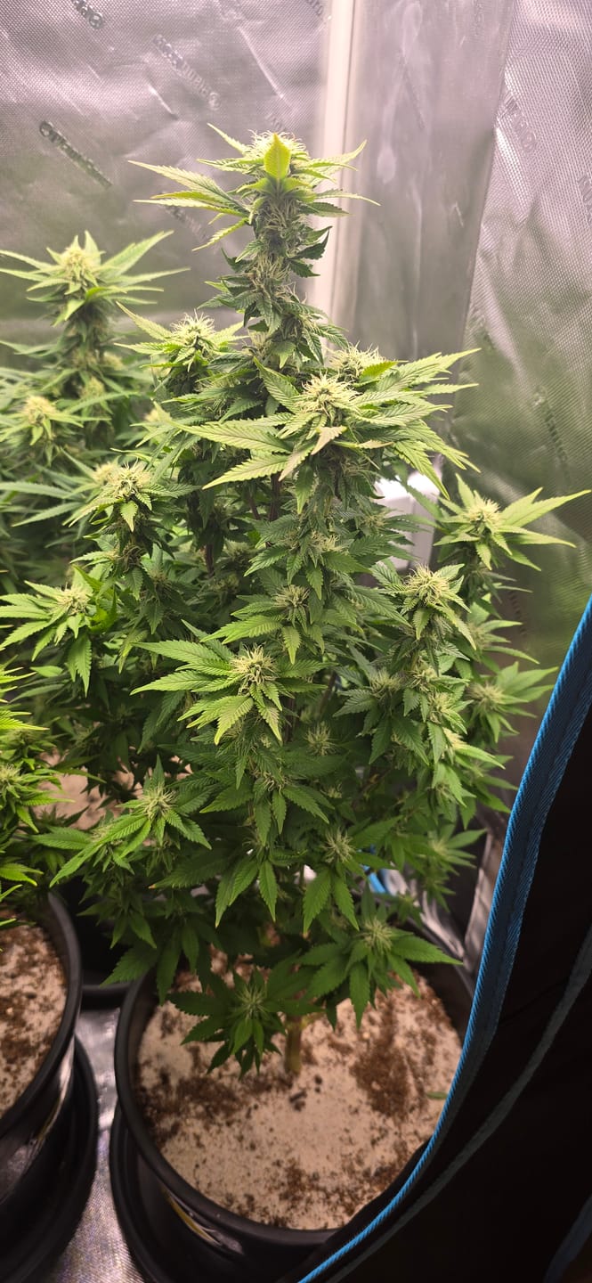 Customer photo review of Hanfstecklinge | Gorilla Zkittlez