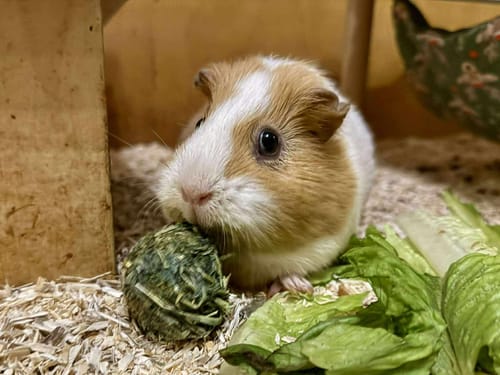 Customer photo review of 🟢 Snack Balls Original – Glücklichmacher für Meerschweinchen