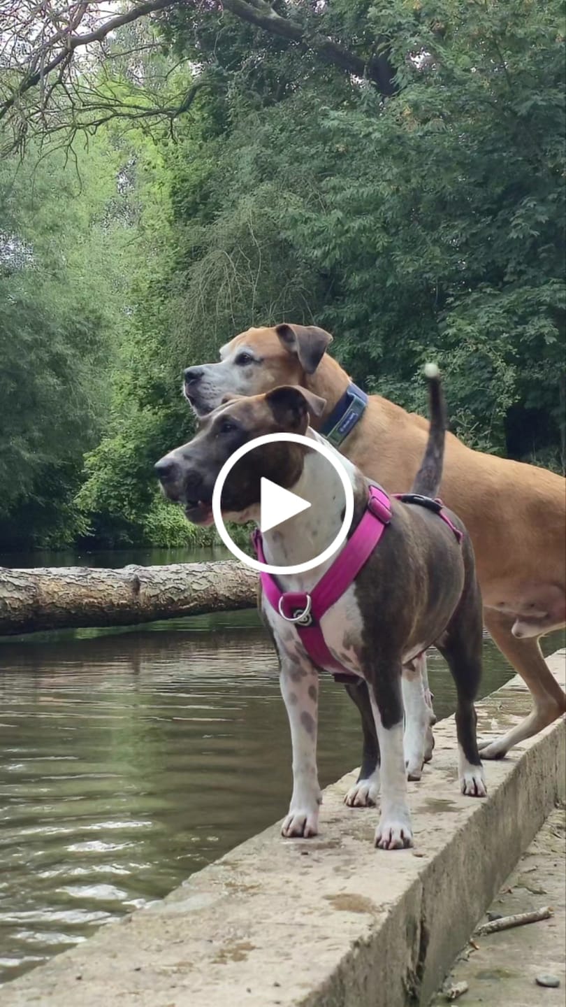 Customer video review of Training Anti Pull TRI-Harness® | M-XL Breeds - Magenta