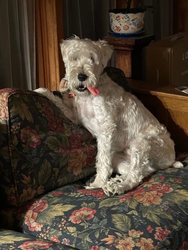 Customer photo review of Strawberry Yak Chews