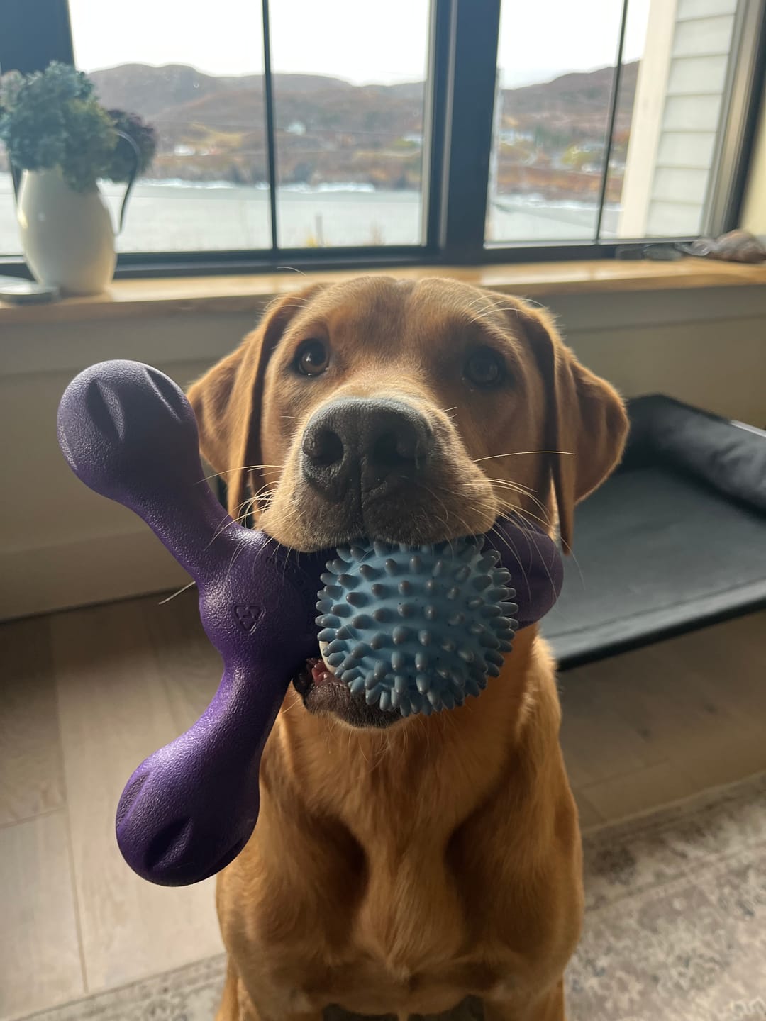 Customer photo review of 5-6 Inch Champion Chew