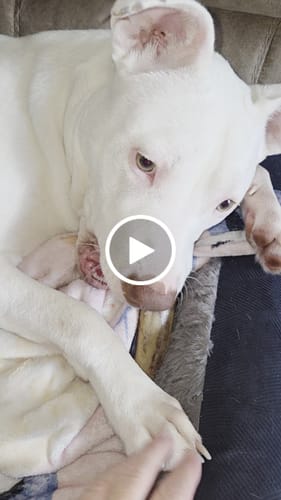 Customer video review of Ostrich Bone Chew with Rope (18" x 2.5"): The Ultimate Chew Toy for Avid Chewers & Active Dogs