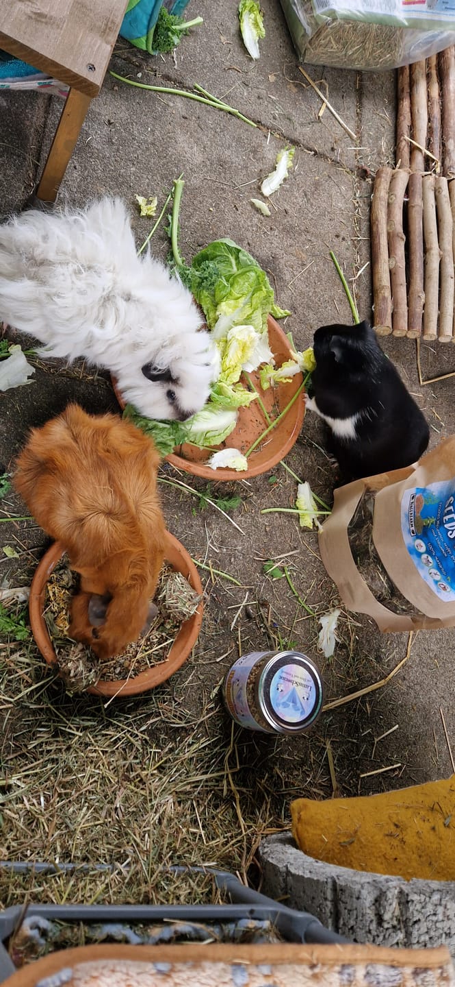 Customer photo review of 🍁 Herbstgeflüster – die goldene Jahreszeit im Napf deiner Schweinchen 🍂