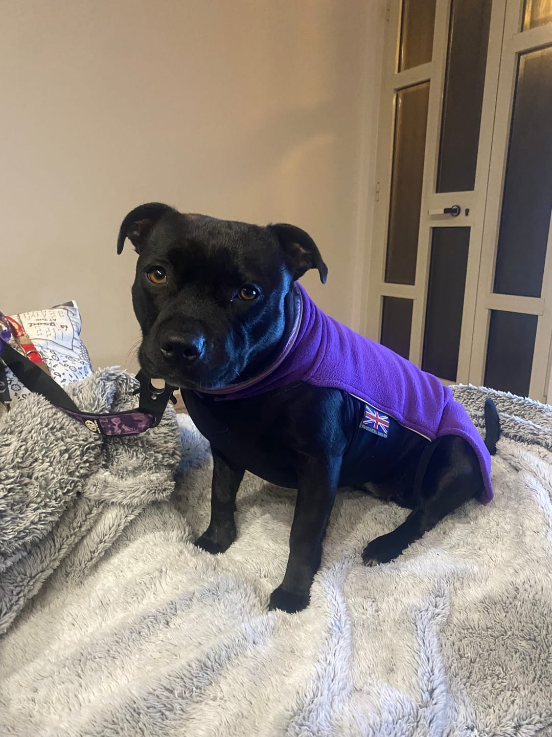 Customer photo review of Staffordshire Bull Terrier 1935® Fleece Coat - Dark Purple