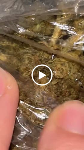 Customer video review of Oakland Runtz – Budget THCA