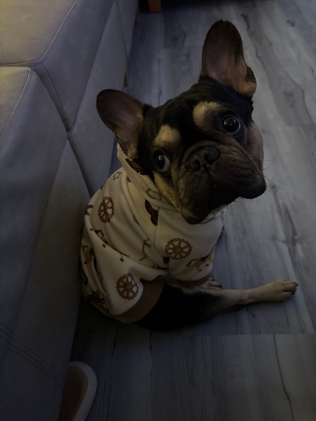 Customer photo review of Rodeo Dog Hoodie