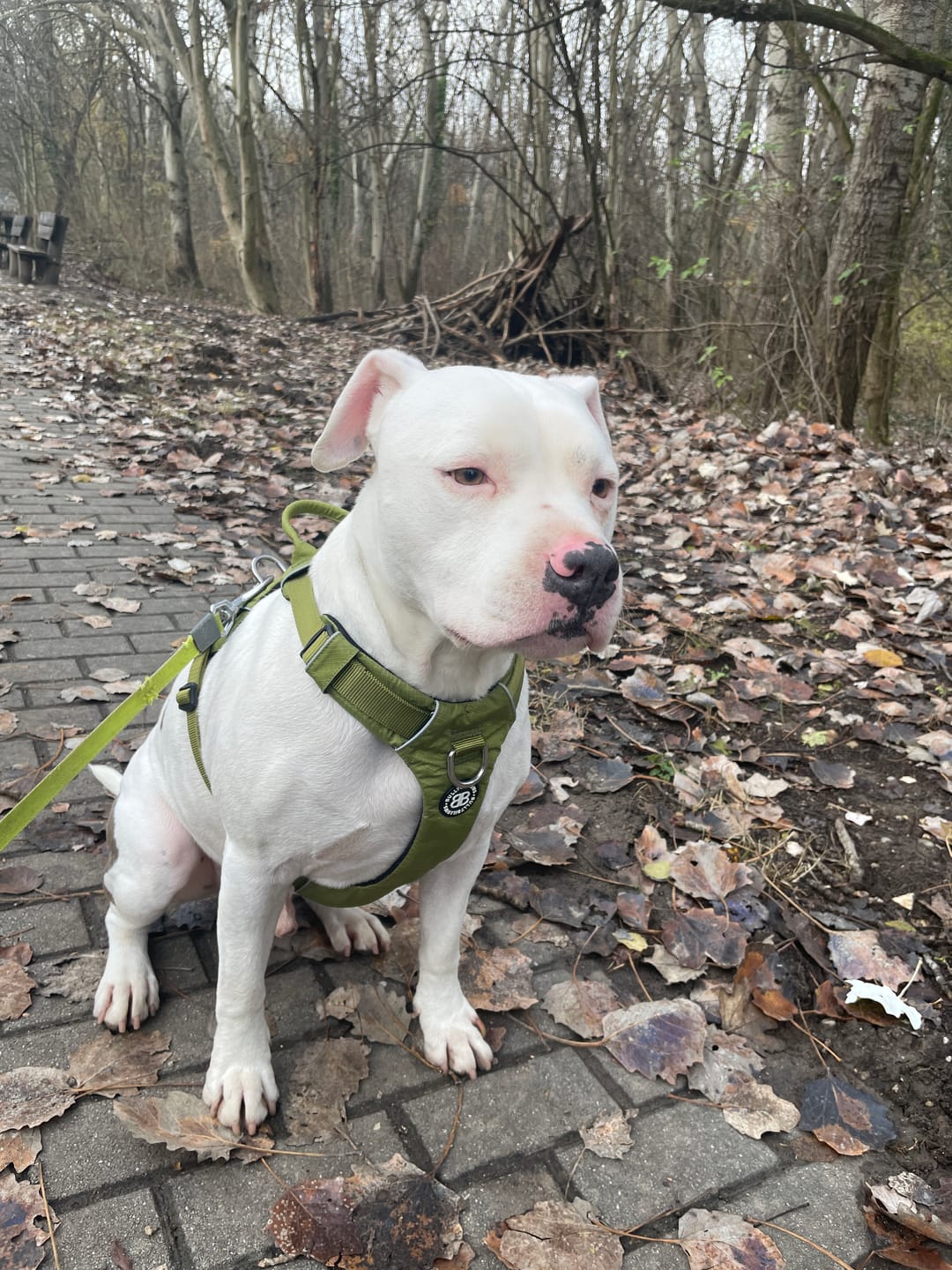 Customer photo review of Air Harness | Anti-Pull & With Handle - Olive Green