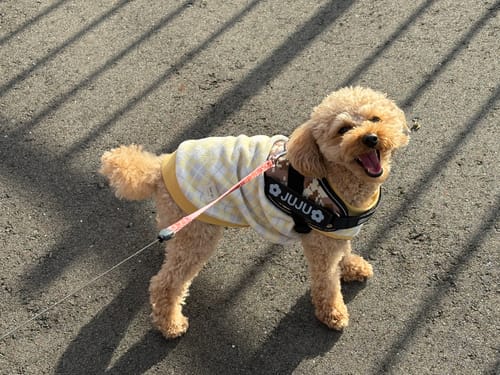 Customer photo review of FunFunPet 高機能ハーネス（お名前タグ作成サービス付き）