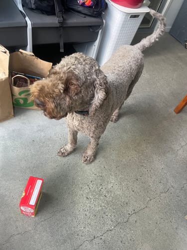 Customer photo review of GroomMate Pet Grooming Kit