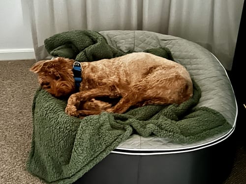 Kim P. review of Large Premium Dog Bed Cover image 1 out of 1