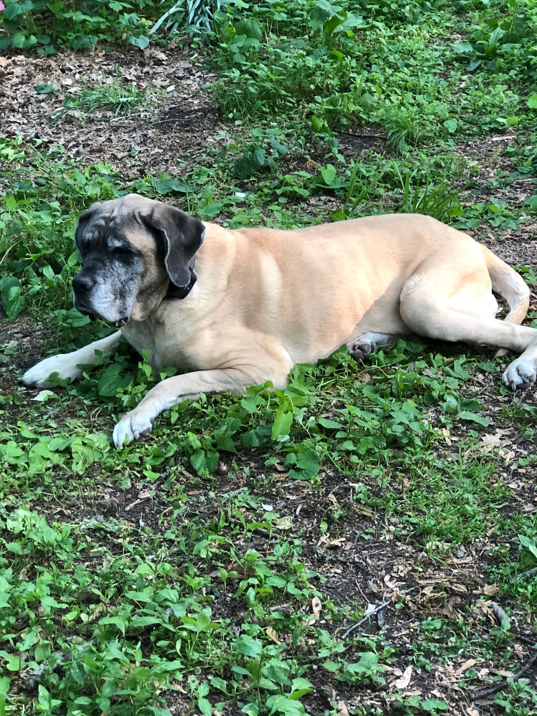 Customer photo review of Dog WALK-EASY™ Advanced Hip & Joint Pain Remedy