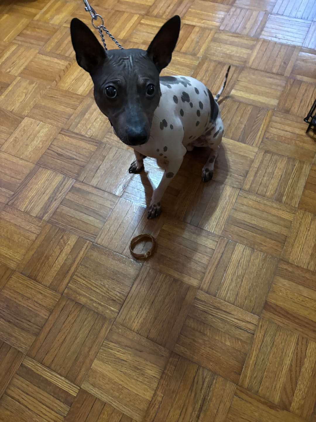 Customer photo review of Small Bully Stick Ring