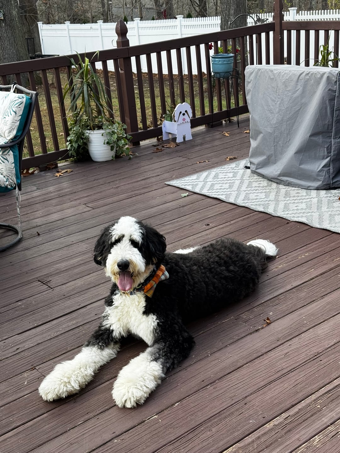 Customer photo review of Fall Plaid Dog Bow Tie for Dog Collar and Cat Collar- Orange & Blue