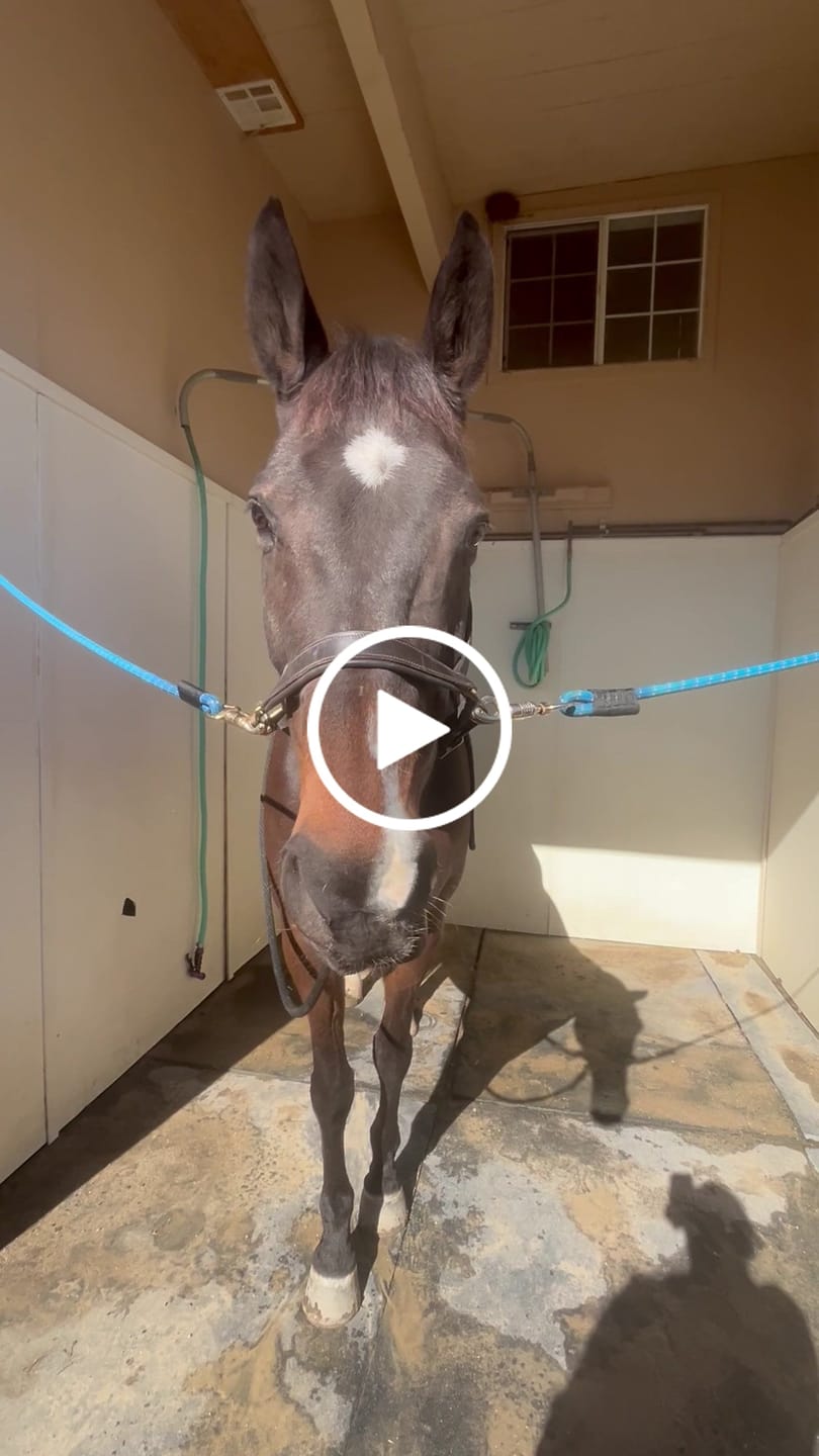 Customer video review of Variety Packs of 4