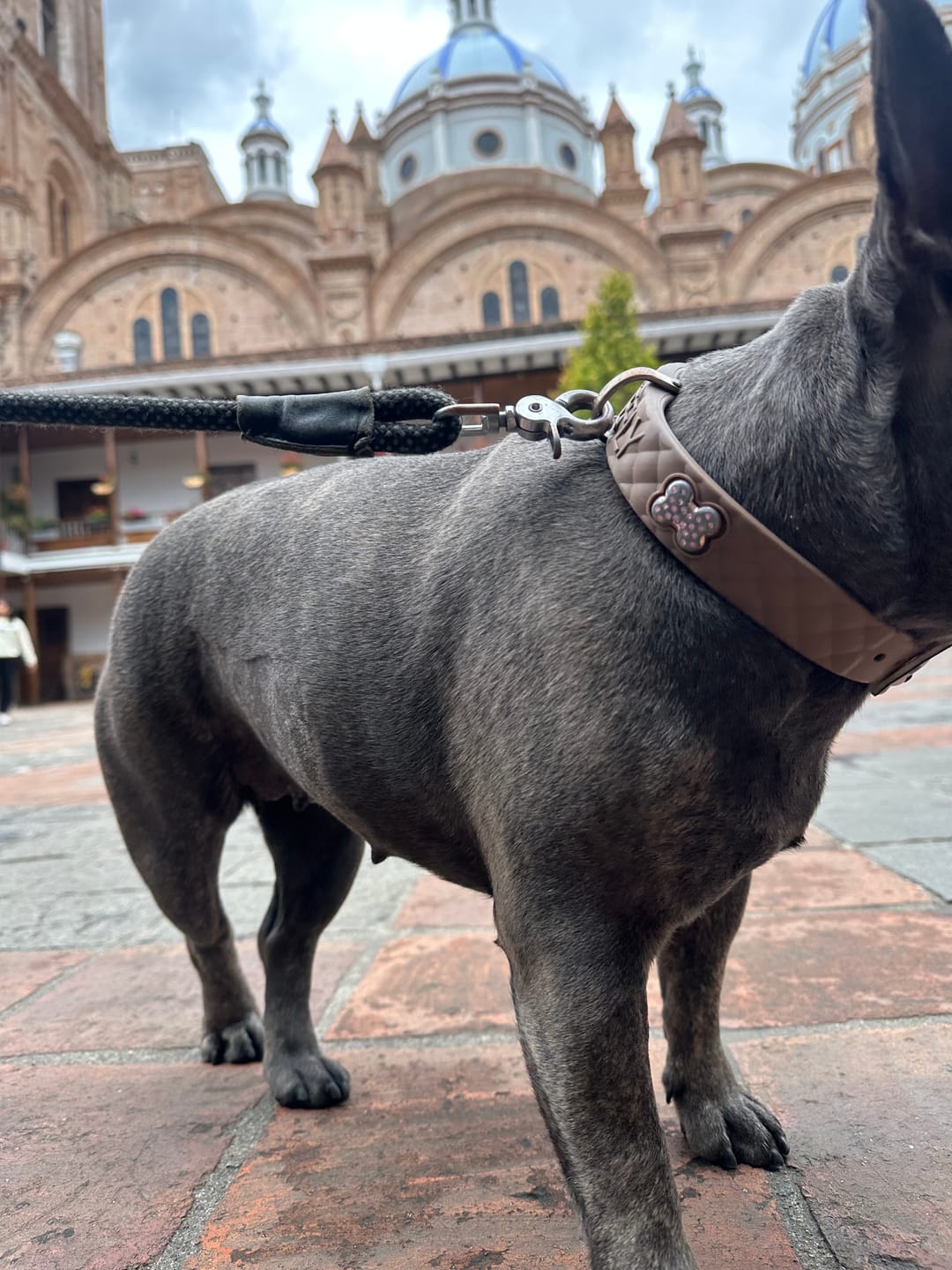 Customer photo review of Boneflex+ Ultra Ivory Collar