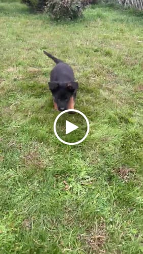 Customer video review of The Woodstock Double Prong Retro Style