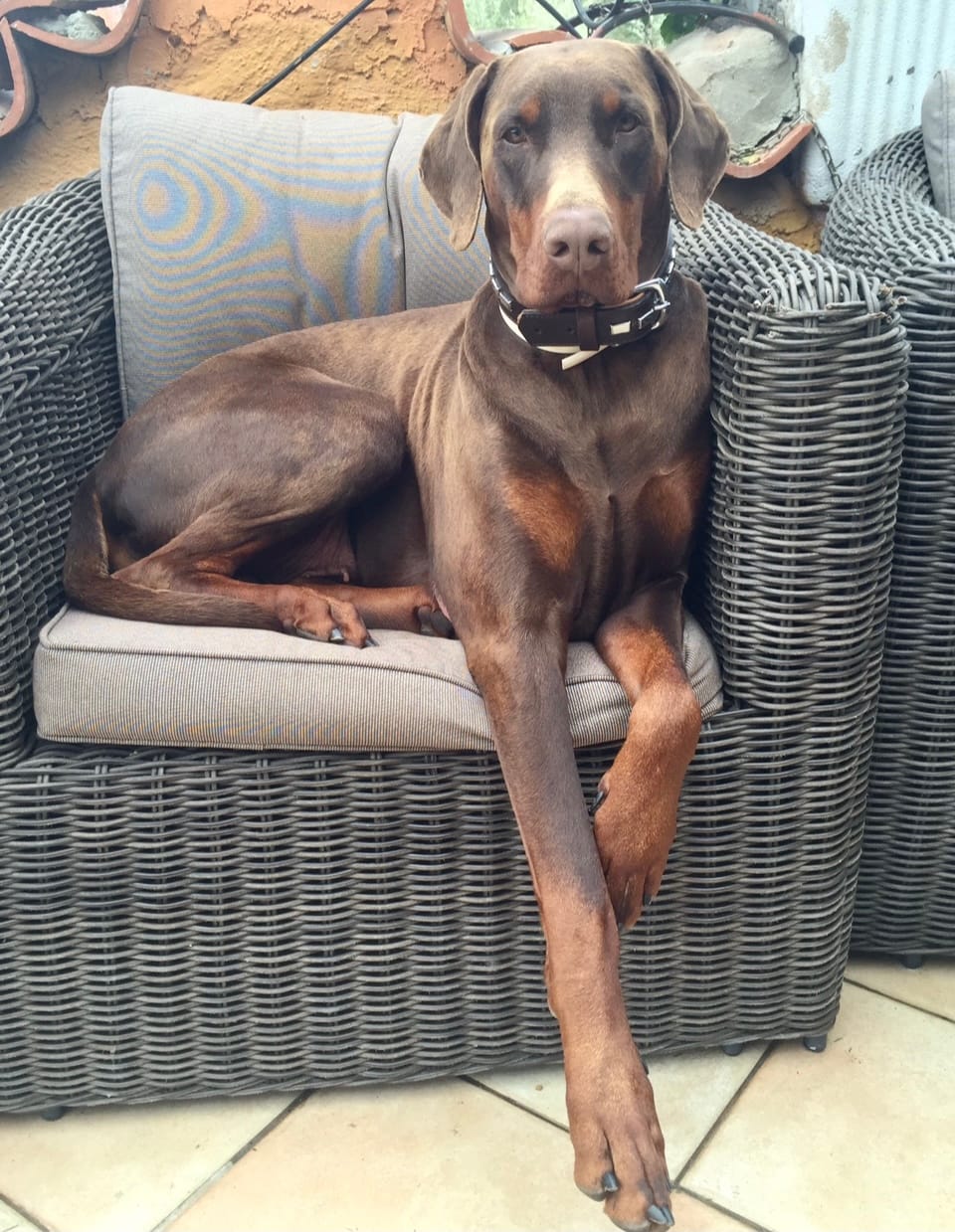 Customer photo review of For Large Joints & Bones | Dog Supplement for Large Dogs
