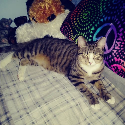 Customer photo review of 5x Blisso Advanced Cat Probiotic (Buy 2 Get 3 Free)