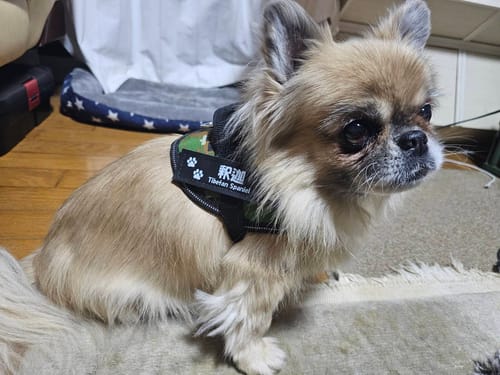 Customer photo review of FunFunPet 高機能ハーネス（お名前タグ作成サービス付き）