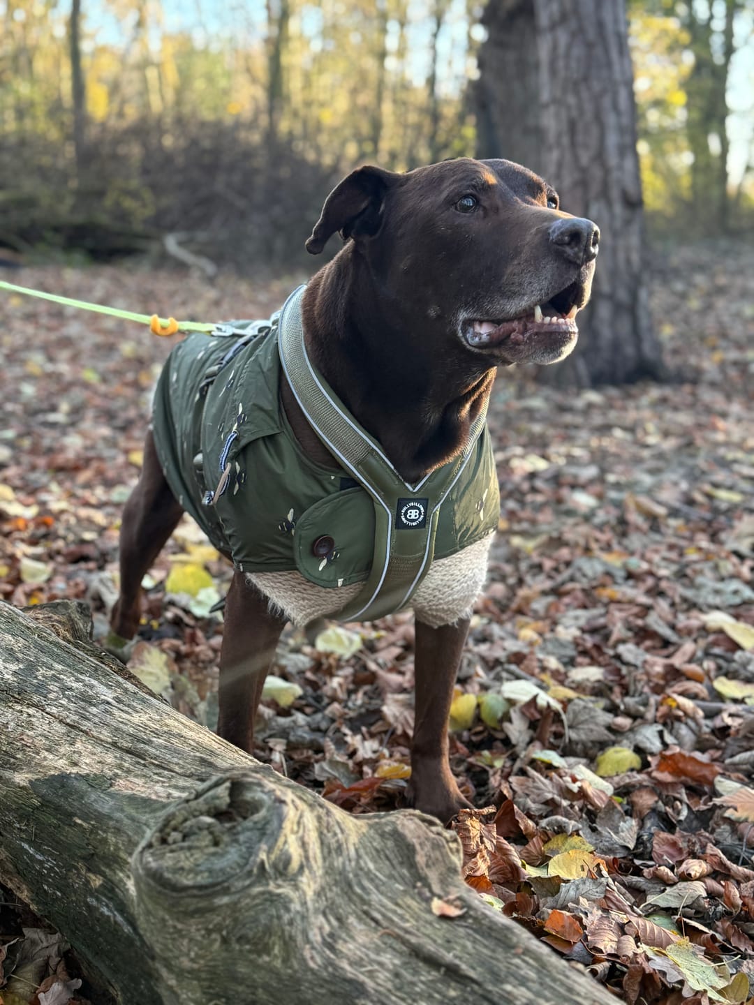 Customer photo review of Slip on Harness | Foam Padded - Khaki
