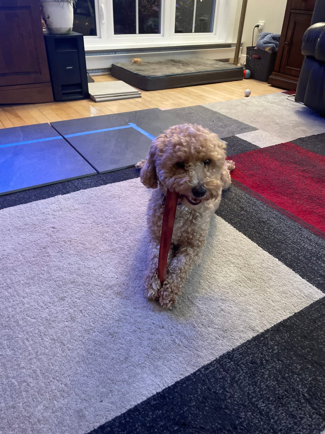 Customer photo review of 10-12 Inch Champion Chew