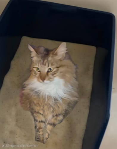 Customer photo review of Fit Litter PLUS+