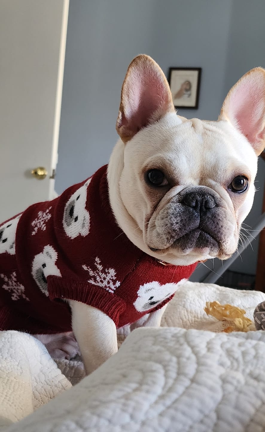 Customer photo review of Christmas Knit Dog Sweater