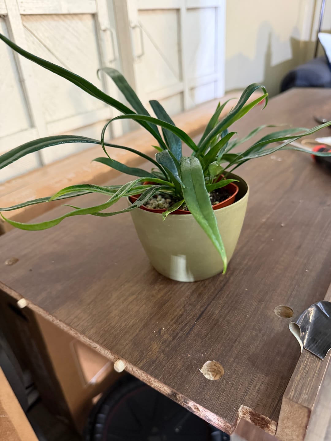 Customer photo review of Fern Microsorum thailandicum 'Blue Oil Fern'