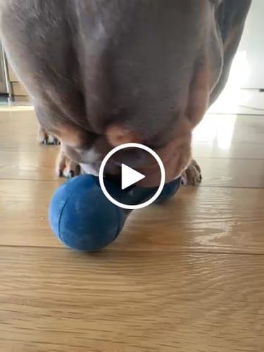 Customer video review of Ultimate Dog Nutrition Bundle