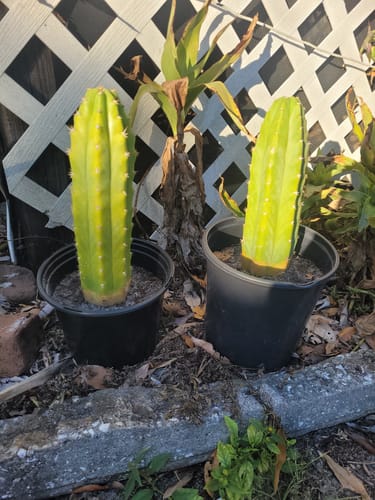 Customer photo review of Imperfect Trichocereus Pachanoi Cuttings | Imperfect San Pedro Cactus Cuttings