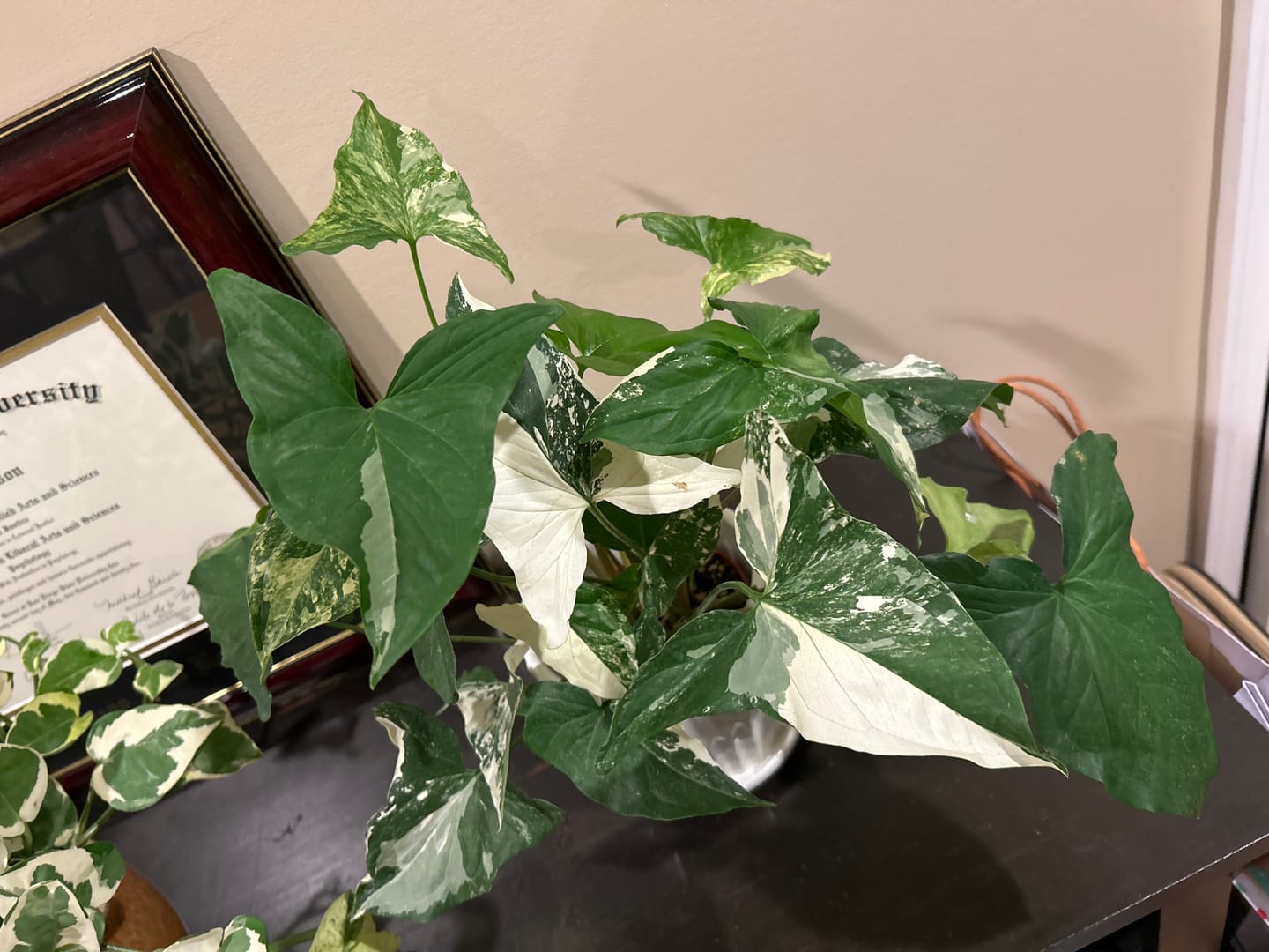 Customer photo review of Syngonium podophyllum albo variegata