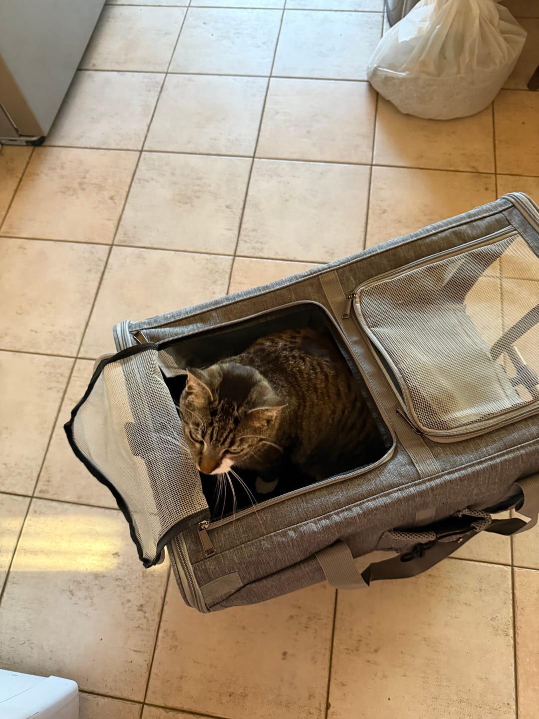 Customer photo review of 4-Wheel Pet Carrier for Large Dogs & Cats