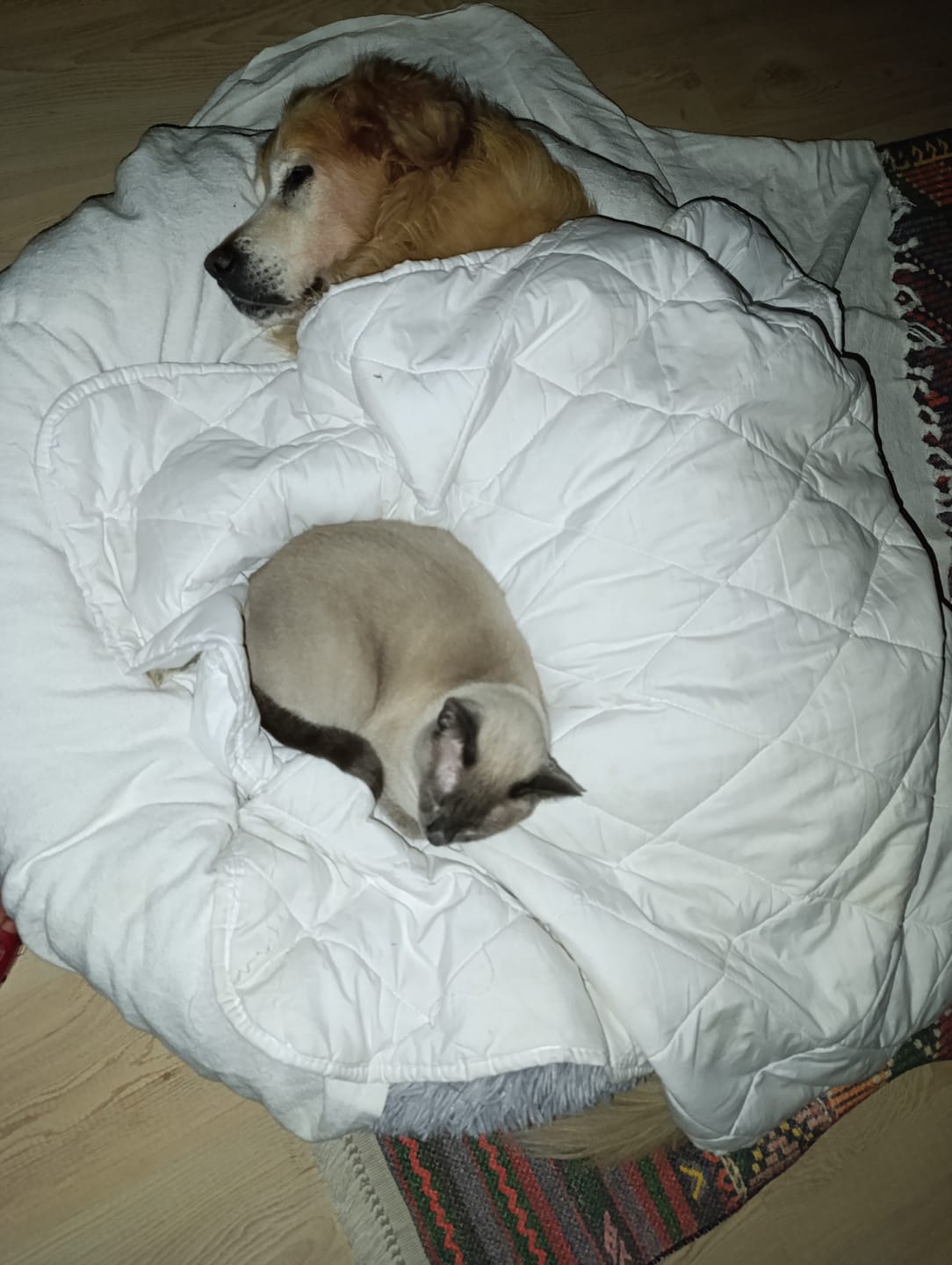 Customer photo review of Mellowpurr Huzurlu Paws Yatağı | Süper Yumuşak