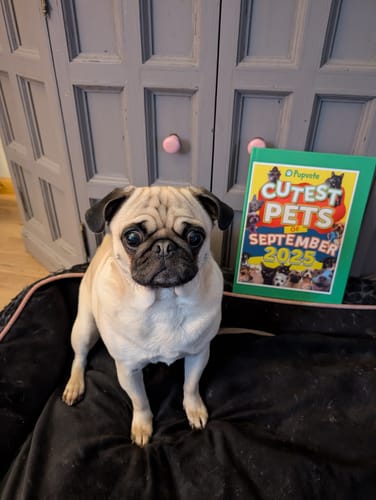 Customer photo review of Meet the Cutest Pets of Pupvote in the 2025 Photobook