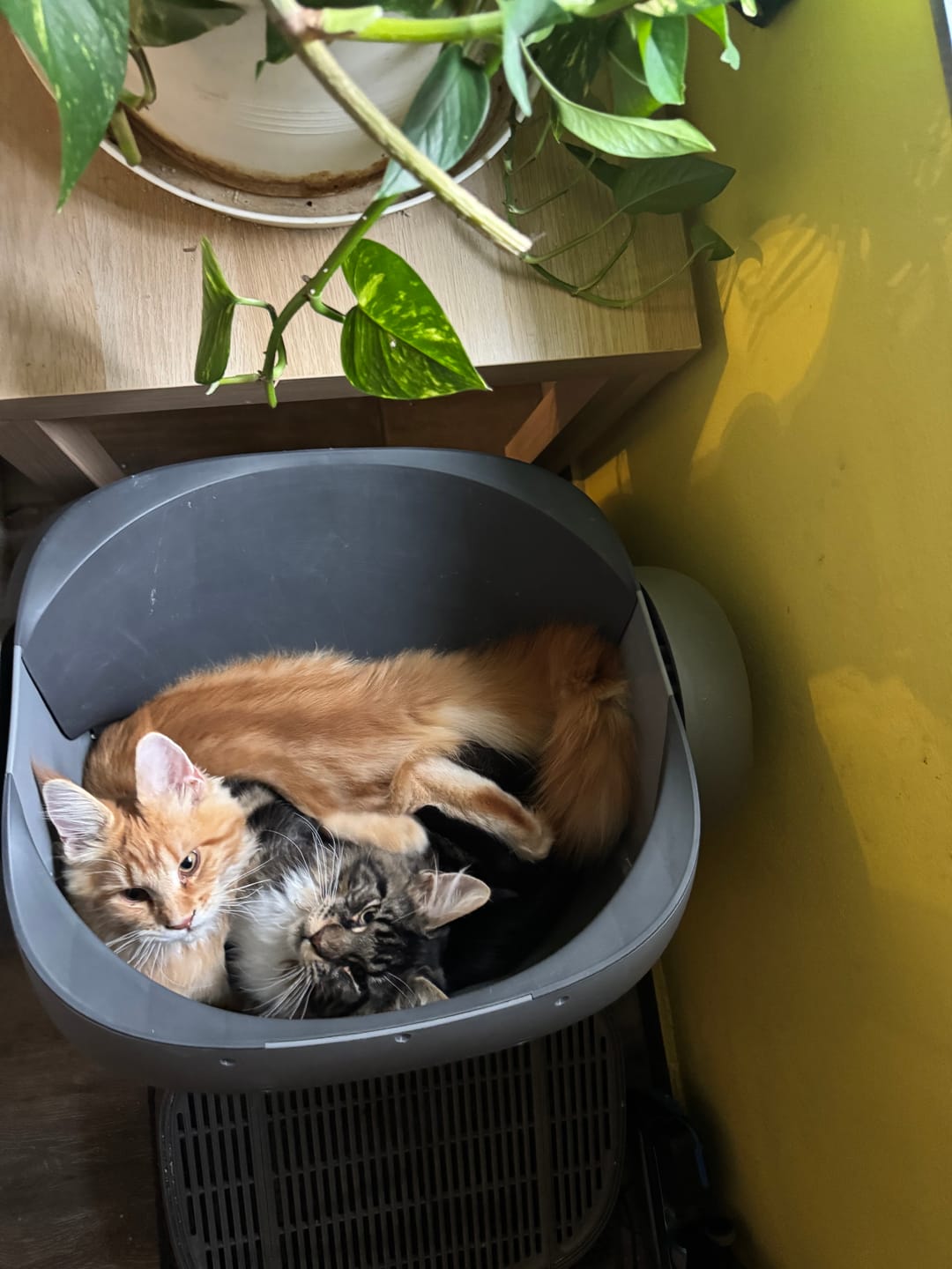 Customer photo review of Neakasa M1 Open Top Self-Cleaning Cat Litter Box