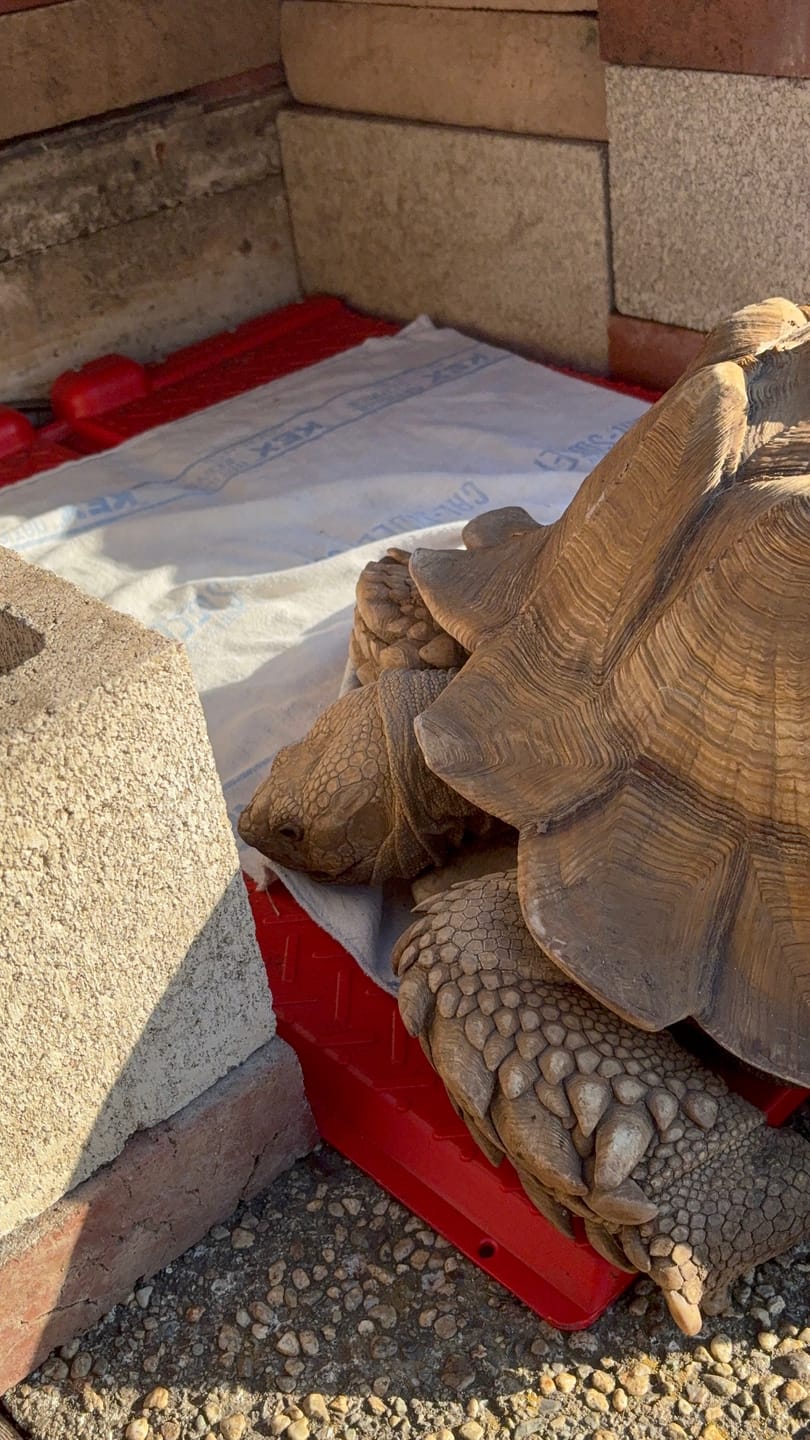 Customer photo review of Heat Mats for Tortoise and Reptile