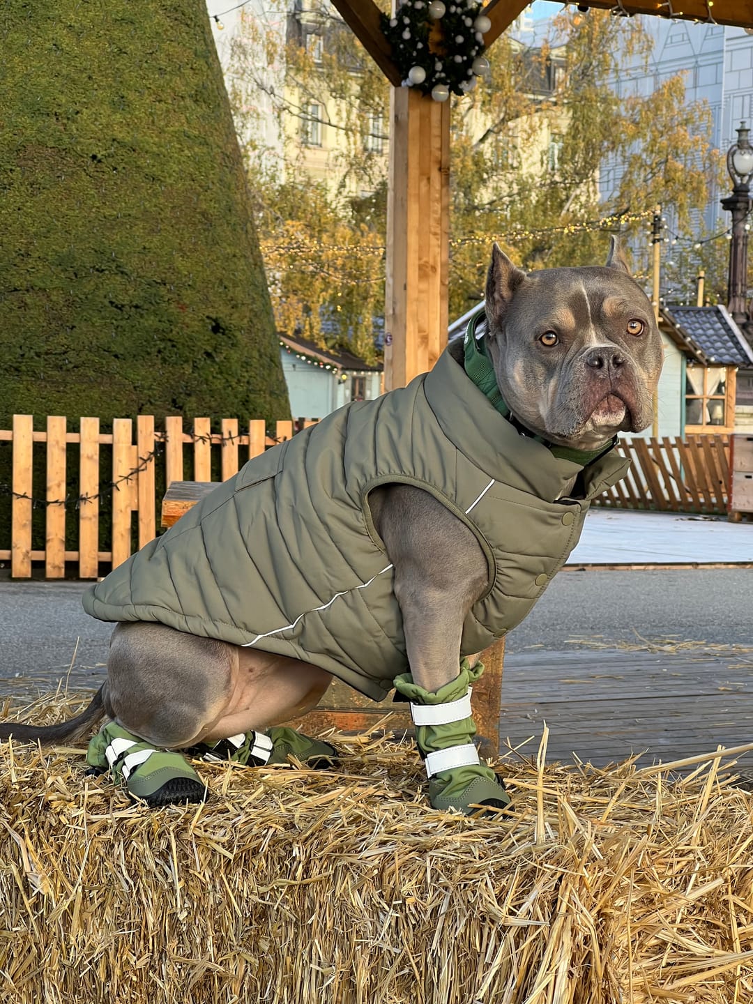 Customer photo review of Flex Shell Waterproof Dog Boots - Green