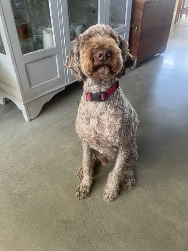 Customer photo review of GroomMate Pet Grooming Kit